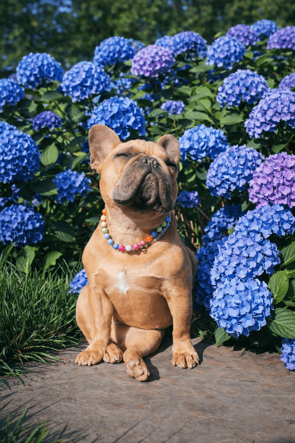 Pet care professional